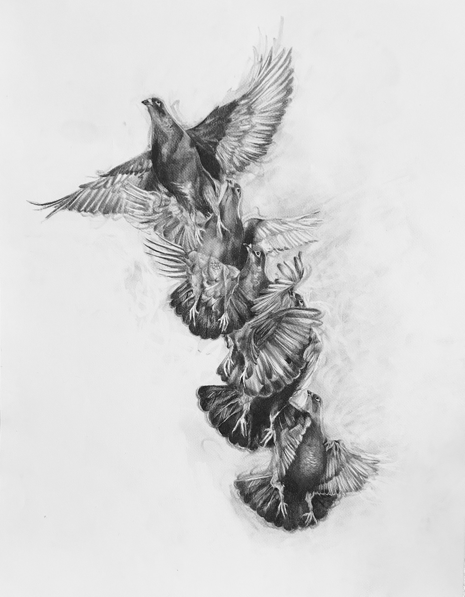 Pigeon